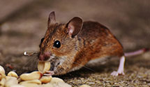 24 Hour & Emergency Exterminators in Blaine, WA